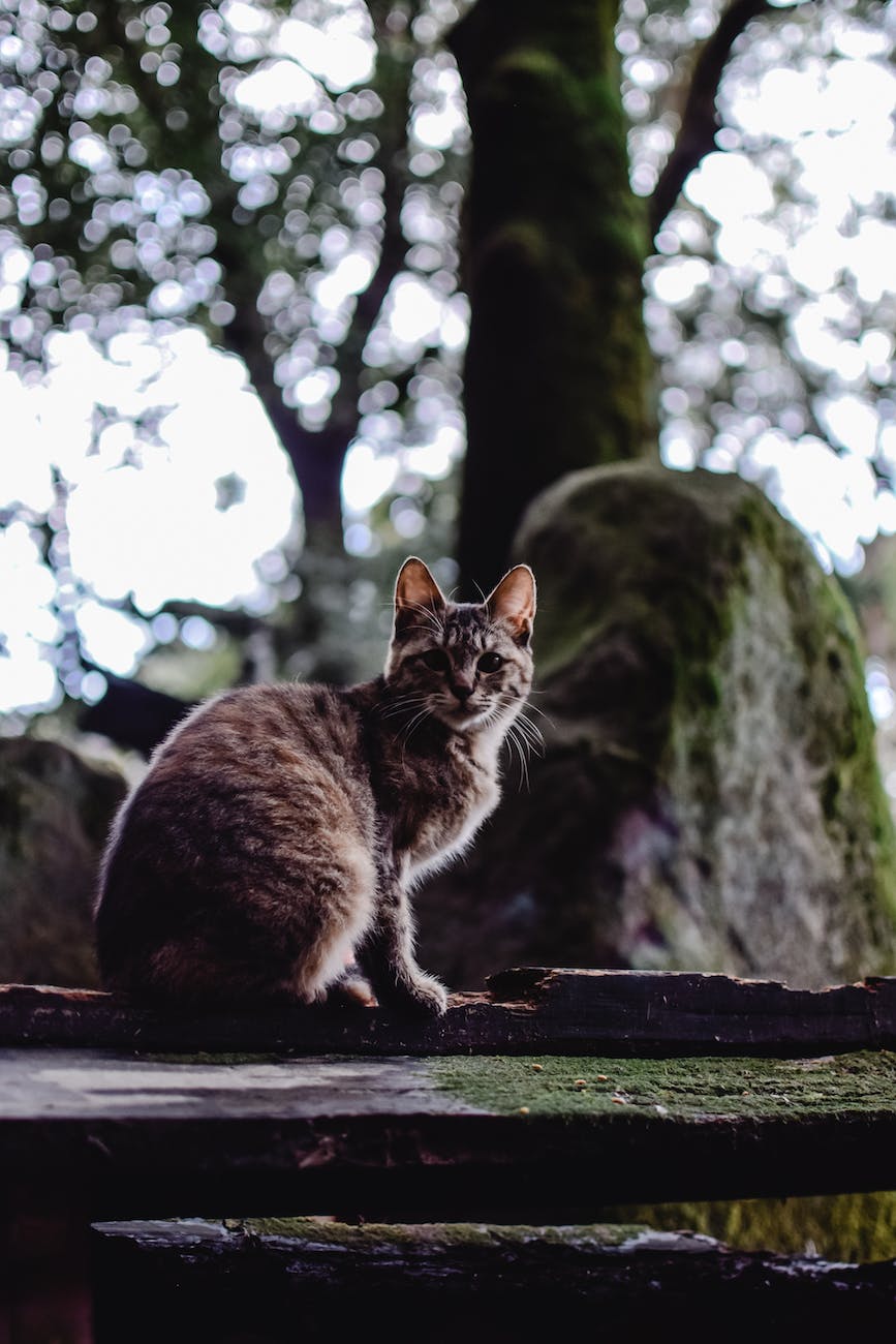 photograph of a cat near a mossy surface